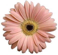 Gerbera-rosa.jpg